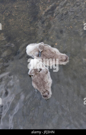 Looking down on two cygnets asleep whilst floating on a river in the cotswolds. UK Stock Photo