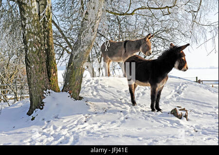 Two donkeys brown and grey under frost-covered birches on wintry belt Stock Photo