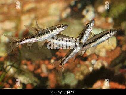 Siamese algae eater, group, Crossocheilus siamensis, South-East Asia Stock Photo
