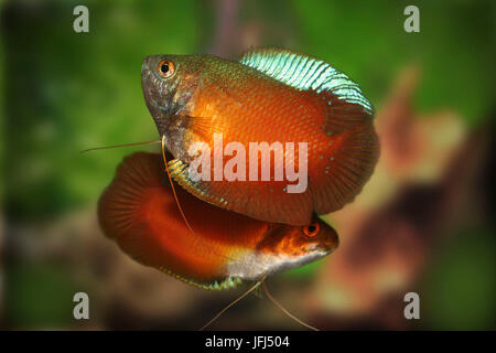 Red dwarf gourami, Colisa lalia, cultivated form, rival, fight Stock Photo