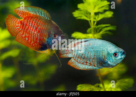 dwarf gourami, couple, Colisa lalia, Trichogaster lalius, South Asia Stock Photo