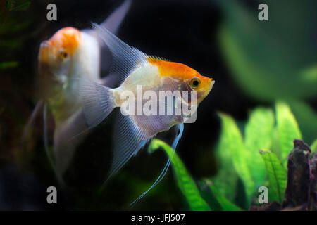 Panda Skalar in the aquarium, Pterophyllum scalare Stock Photo