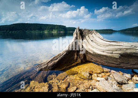dead tree on the edge of a lake, mirroring of the clouds in the water Stock Photo