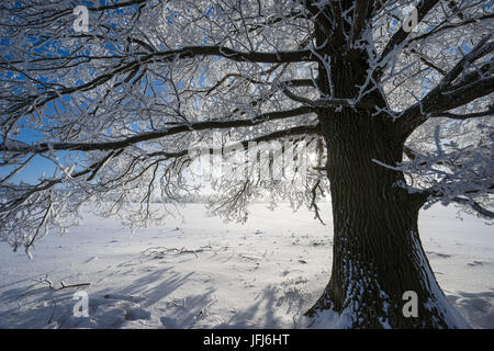 Single broad-leaved tree with hoarfrost in winter scenery, close up, Triebtal, Vogtland, Saxony, Germany Stock Photo