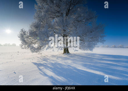 Single broad-leaved tree with hoarfrost in winter scenery, Triebtal, Vogtland, Saxony, Germany Stock Photo