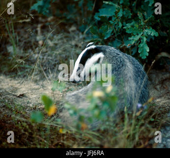 Eurasian badger, Meles meles