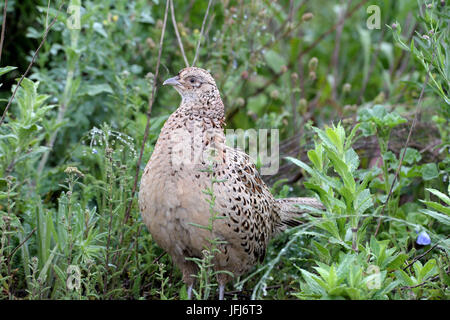 Pheasant, pheasant hen Stock Photo