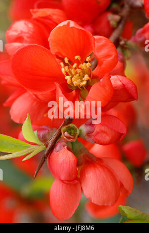 Japanese flowering quince, Chaenomeles japonica, red blossoms Stock Photo