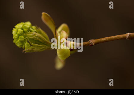 Close-up of green buds on a maple tree branch Stock Photo