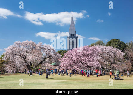 Japan, Tokyo City, Shinjuku District, Shinjuku Gyoen-Park, Cherry Blossoms, Stock Photo