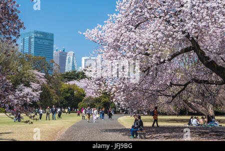 Japan, Tokyo City, Shinjuku District, Shinjuku Gyoen-Park, Cherry Blossoms, Stock Photo