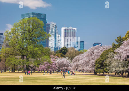 Japan, Tokyo City, Shinjuku district, Shinjuku Gyoen-Park, Cherry Blossoms Stock Photo