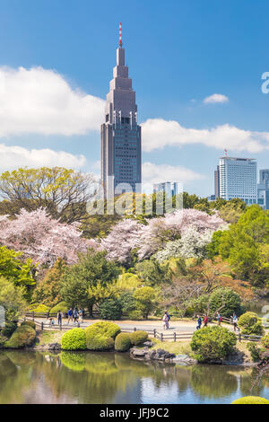 Japan, Tokyo City, Shinjuku district, Shinjuku Gyoen-Park, Cherry Blossoms Stock Photo