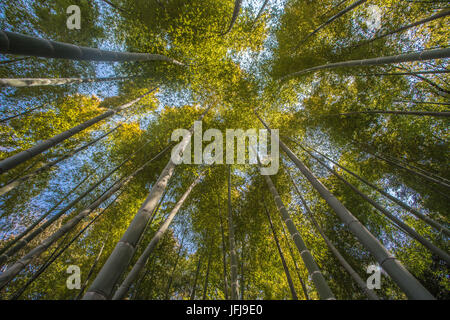 Japan, Tokyo City, Imperial East Gardens, Bambu wood Stock Photo