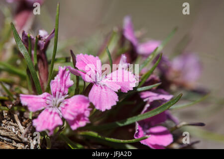 Lombardy, Italy, Glacier pink Stock Photo