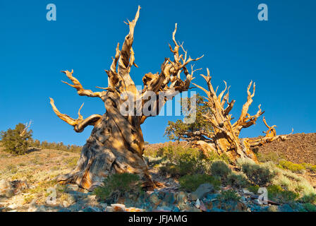 Ancient bristlecone pines in Sierra Nevada, Nevada, USA