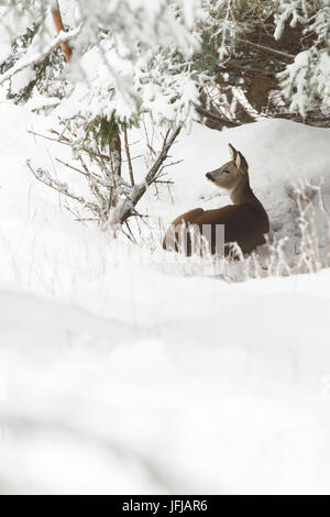 Lombardy, Italy, Roe deer Stock Photo