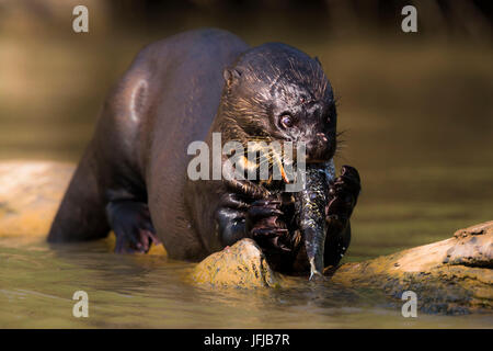 Giant otter feeding on a fish in Rio Cuiabà, not far from Porto Jofre, Mato Grosso do Sul, Brazil, Stock Photo