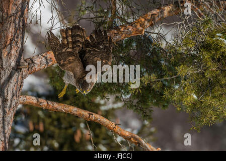 goshawk in flight, Trentino Alto-Adige, Italy Stock Photo