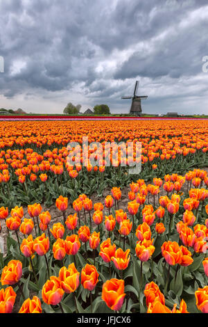 Dark clouds on fields of multicolored tulips and windmill Berkmeer Koggenland North Holland Netherlands Europe Stock Photo