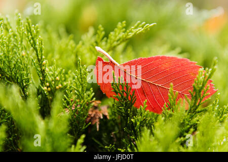 Red tree leaf is laying on a green tree in autumn. Outdoor photo without filters. Wonderfull background. Stock Photo