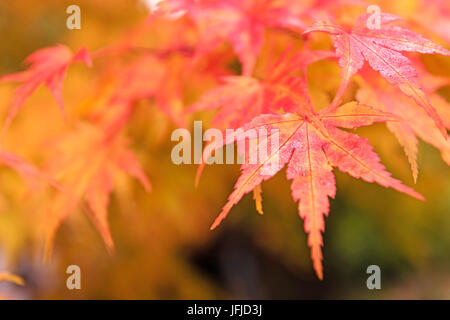 Red and yellow tree leaves on a tree in autumn. Outdoor photo without filters. Wonderfull background. Stock Photo