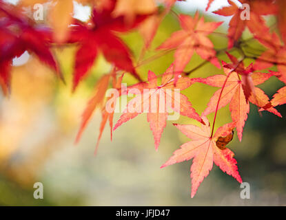 Red and yellow tree leaves on a tree in autumn background. Outdoor photo without filters. Wonderfull background. Stock Photo