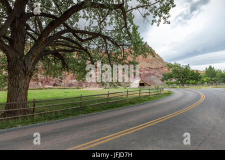 Tree and the old barn at Fruita ghost town, Teasdale, Capitol Reef National Park, Wayne County, Utah, USA, Stock Photo