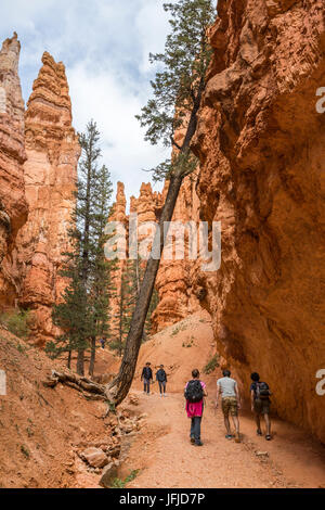 Hikers on Navajo Loop Trail, Bryce Canyon National Park, Garfield County, Utah, USA, Stock Photo