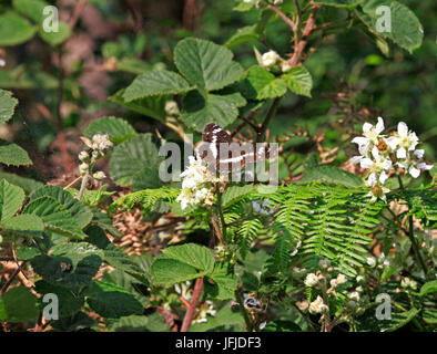 A White Admiral butterfly, Ladoga Camilla, feeding on bramble in the Norfolk countryside. Stock Photo