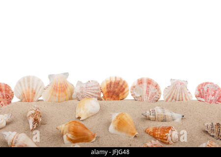 Seashells on beach isolated on a white background,with a lot of copy-space Stock Photo