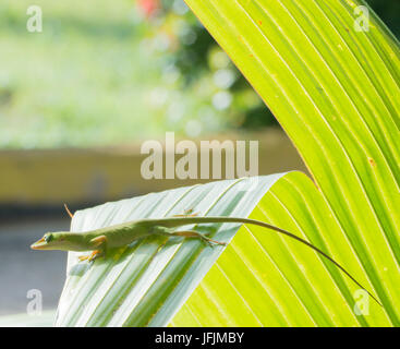 lizard sits on green sheet in Varadero, Cuba Stock Photo