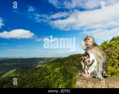 Monkeys at the Gorges viewpoint. Mauritius. Stock Photo