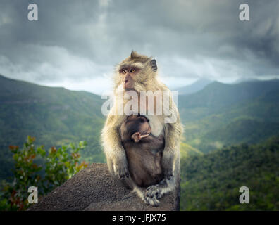 Monkeys at the Gorges viewpoint. Mauritius. Stock Photo