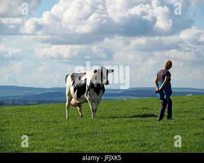 A woman walking in farmland encounters a black and white dairy cow on a sunny day in Cumbria, England,UK Stock Photo