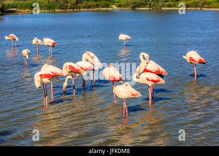 Large flock of pink flamingos arranged to sleep Stock Photo