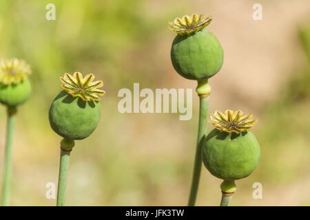 Unripe green poppy. Growing crops on an agricultural farm Stock Photo