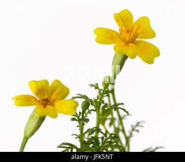 Yellow marigold flower Stock Photo