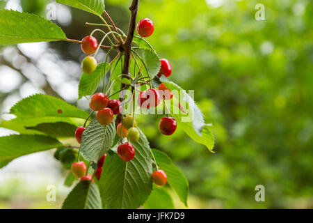 Cherry fruit, Prunus avium, wild cherry, sweet cherry, cherries, growing wild on a tree  in Devon Stock Photo