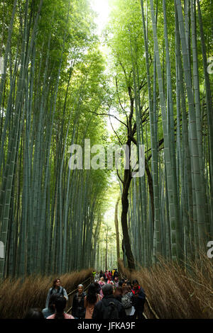 Arashyima bamboo forest in Kyoto, Japan Stock Photo