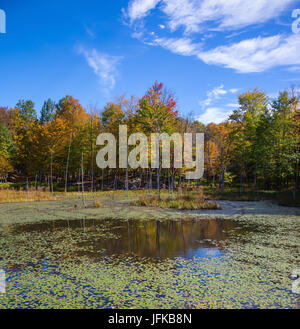 Small overgrown lilies lake in the autumn park Stock Photo