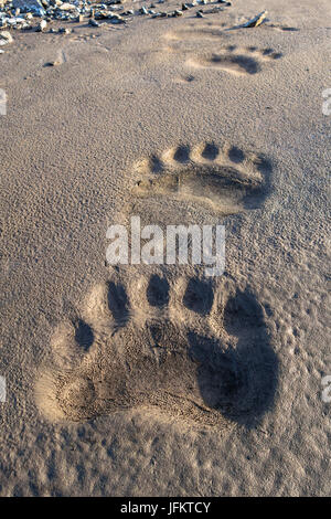 nordisk svalbard footprint