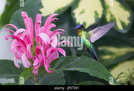 Fiery-throated Hummingbird getting nectar from a flower Stock Photo