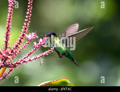 Fiery-throated Hummingbird eating nectar from a flower Stock Photo