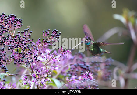 Magnificent Hummingbird in flight eating nectar from a flower Stock Photo