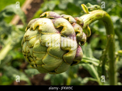 Close up of a globe artichoke Cynara cardunculus growing in a garden Stock Photo