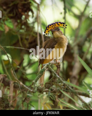 Female Royal Flycatcher displaying her crown Stock Photo