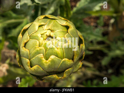 Close up of a globe artichoke Cynara cardunculus growing in a garden Stock Photo