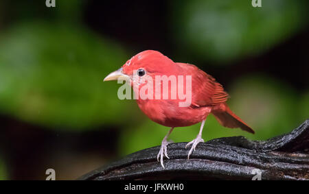 Male Summer Tanager perched on a branch Stock Photo