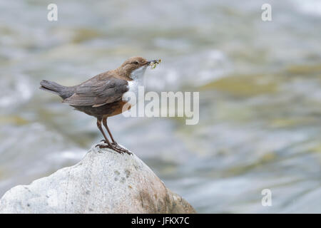 White-breasted dipper (Cinclus cinclus) with insect larvae, Tyrol, Austria Stock Photo
